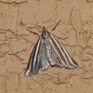 Hednota bivittella at Wanniassa, ACT - 25 Dec 2021 10:01 PM