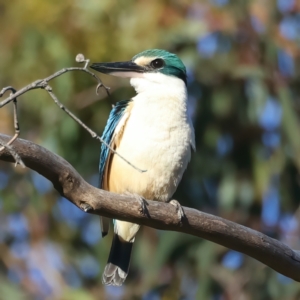 Todiramphus sanctus at Hackett, ACT - 24 Dec 2021 05:55 PM