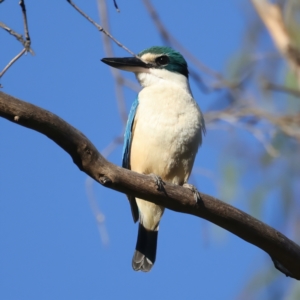 Todiramphus sanctus at Hackett, ACT - 24 Dec 2021