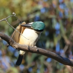 Todiramphus sanctus at Hackett, ACT - 24 Dec 2021