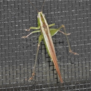 Conocephalomima barameda at Wanniassa, ACT - 25 Dec 2021