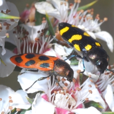 Castiarina octomaculata (A jewel beetle) at Tinderry, NSW - 24 Dec 2021 by Harrisi