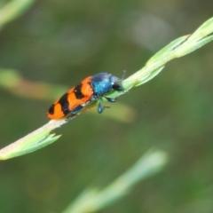 Castiarina crenata at Molonglo Valley, ACT - 25 Dec 2021