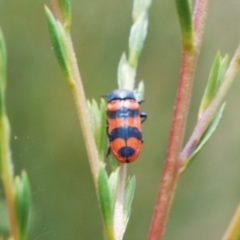 Castiarina crenata at Molonglo Valley, ACT - 25 Dec 2021