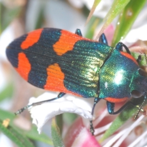 Castiarina supergrata at Tinderry, NSW - 24 Dec 2021