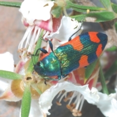 Castiarina supergrata at Tinderry, NSW - 24 Dec 2021