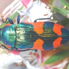 Castiarina supergrata at Tinderry, NSW - 24 Dec 2021