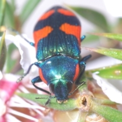 Castiarina supergrata at Tinderry, NSW - 24 Dec 2021