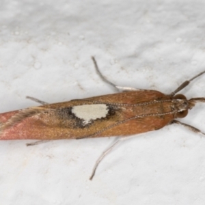 Canuza euspilella at Melba, ACT - 25 Dec 2021 10:43 PM