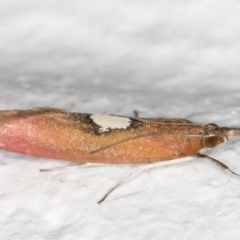 Canuza euspilella at Melba, ACT - 25 Dec 2021 10:43 PM