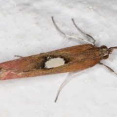 Canuza euspilella at Melba, ACT - 25 Dec 2021 10:43 PM