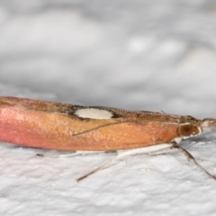 Canuza euspilella at Melba, ACT - 25 Dec 2021