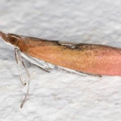 Canuza euspilella at Melba, ACT - 25 Dec 2021 10:43 PM