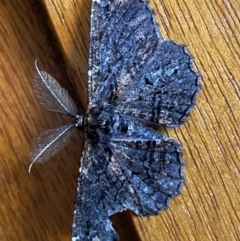 Pholodes sinistraria (Sinister or Frilled Bark Moth) at Macarthur, ACT - 21 Dec 2021 by RAllen