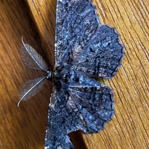 Pholodes sinistraria at Macarthur, ACT - 21 Dec 2021