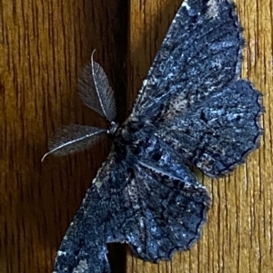 Pholodes sinistraria at Macarthur, ACT - 21 Dec 2021