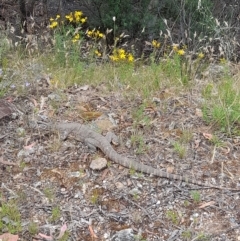 Varanus rosenbergi (Heath or Rosenberg's Monitor) at Uriarra Village, ACT - 23 Dec 2021 by rangerstacey