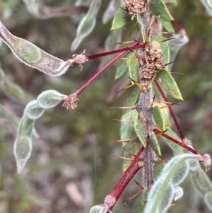 Acacia paradoxa at Campbell, ACT - 7 Dec 2021