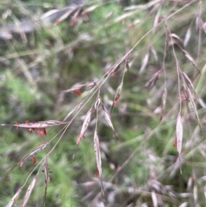 Rytidosperma pallidum at Campbell, ACT - 7 Dec 2021 04:31 PM