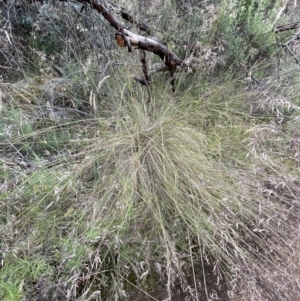 Rytidosperma pallidum at Campbell, ACT - 7 Dec 2021 04:31 PM