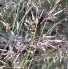 Rytidosperma pallidum at Campbell, ACT - 7 Dec 2021 04:31 PM