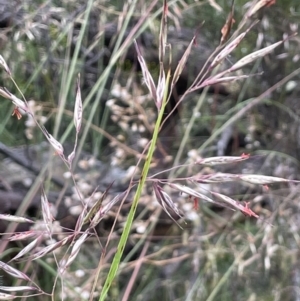 Rytidosperma pallidum at Campbell, ACT - 7 Dec 2021