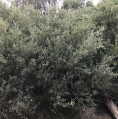 Leptospermum laevigatum (Coast Teatree) at Ventnor, VIC - 15 Dec 2021 by Tapirlord