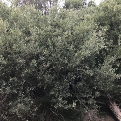 Leptospermum laevigatum (Coast Teatree) at Ventnor, VIC - 15 Dec 2021 by Tapirlord