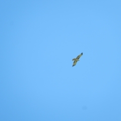 Hieraaetus morphnoides (Little Eagle) at Fyshwick, ACT - 18 Apr 2020 by Birdy