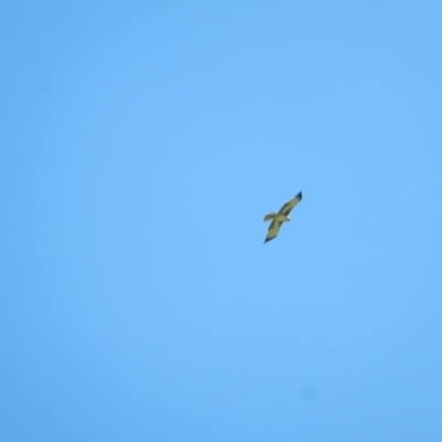 Hieraaetus morphnoides (Little Eagle) at Fyshwick, ACT - 18 Apr 2020 by Birdy