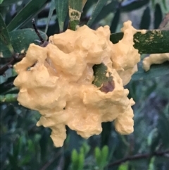 Unidentified Fungus at Ventnor, VIC - 15 Dec 2021 by Tapirlord