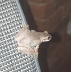 Litoria quiritatus at Goulburn, NSW - 25 Dec 2021