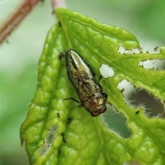 Aaaaba fossicollis (Raspberry jewel beetle) at Molonglo Valley, ACT - 24 Dec 2021 by CathB