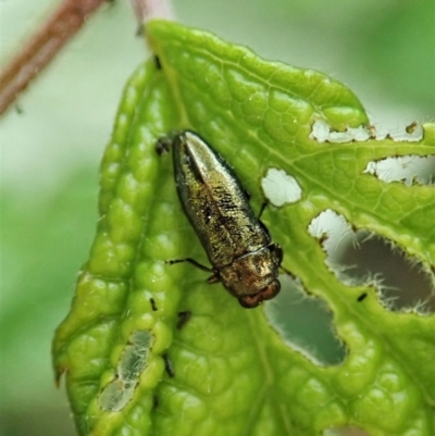 Aaaaba fossicollis (Raspberry jewel beetle) at Molonglo Valley, ACT - 25 Dec 2021 by CathB