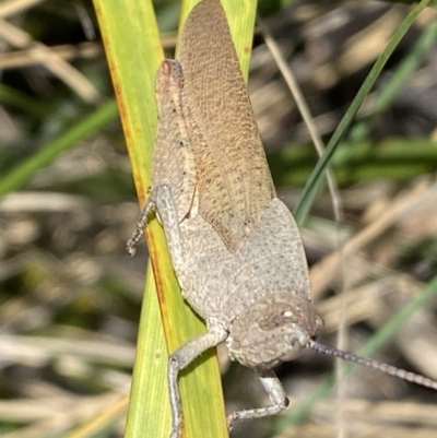 Goniaea carinata (Black kneed gumleaf grasshopper) at Jerrabomberra, NSW - 26 Dec 2021 by SteveBorkowskis