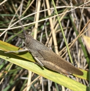 Goniaea carinata at Jerrabomberra, NSW - 26 Dec 2021