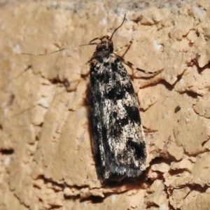 Barea codrella at Wanniassa, ACT - 25 Dec 2021 09:24 PM