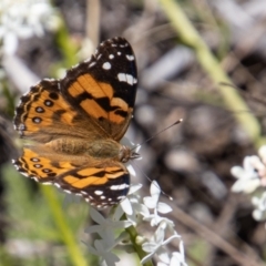 Vanessa kershawi (Australian Painted Lady) at Cotter River, ACT - 17 Dec 2021 by SWishart