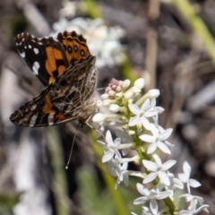 Vanessa kershawi at Cotter River, ACT - 17 Dec 2021