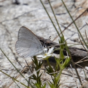 Candalides heathi at Cotter River, ACT - 17 Dec 2021 11:38 AM