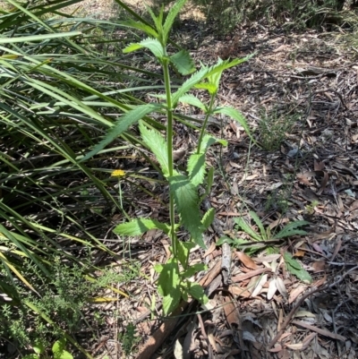 Verbena sp. (Purpletop) at Mount Jerrabomberra QP - 26 Dec 2021 by Steve_Bok