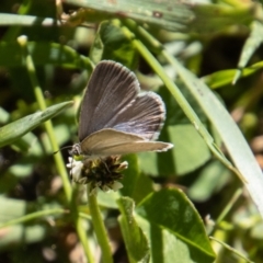 Zizina otis (Common Grass-Blue) at Cotter River, ACT - 17 Dec 2021 by SWishart