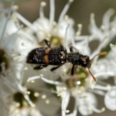 Eleale pulchra (Clerid beetle) at Jerrabomberra, NSW - 26 Dec 2021 by Steve_Bok