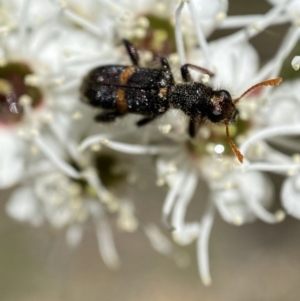 Eleale pulchra at Jerrabomberra, NSW - 26 Dec 2021