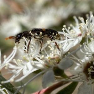 Eleale pulchra at Jerrabomberra, NSW - 26 Dec 2021