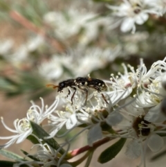 Eleale pulchra at Jerrabomberra, NSW - 26 Dec 2021