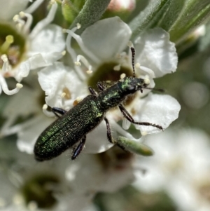 Eleale aspera at Jerrabomberra, NSW - 26 Dec 2021 12:37 PM