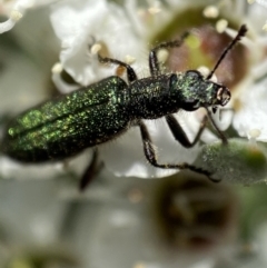 Eleale aspera at Jerrabomberra, NSW - 26 Dec 2021