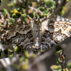 Chrysolarentia rhynchota (Rhynchota Carpet) at Cotter River, ACT - 16 Dec 2021 by SWishart