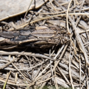 Psychidae (family) IMMATURE at Cotter River, ACT - 17 Dec 2021